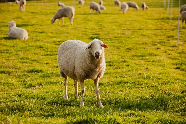 Spanish sheep in field — Stock Photo, Image