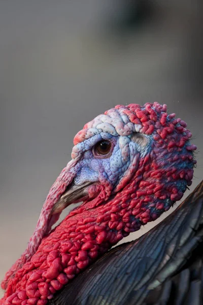 colorful head of turkey