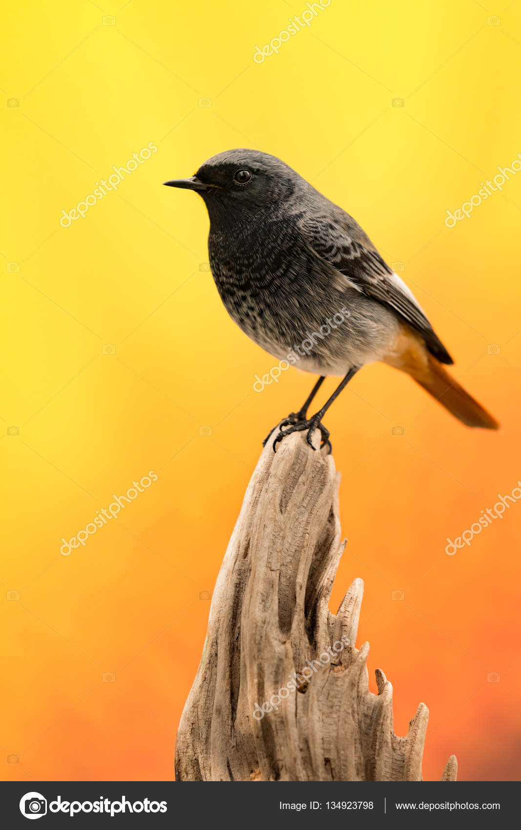Petit Oiseau Noir Avec Une Queue Orange Photographie Gelpi
