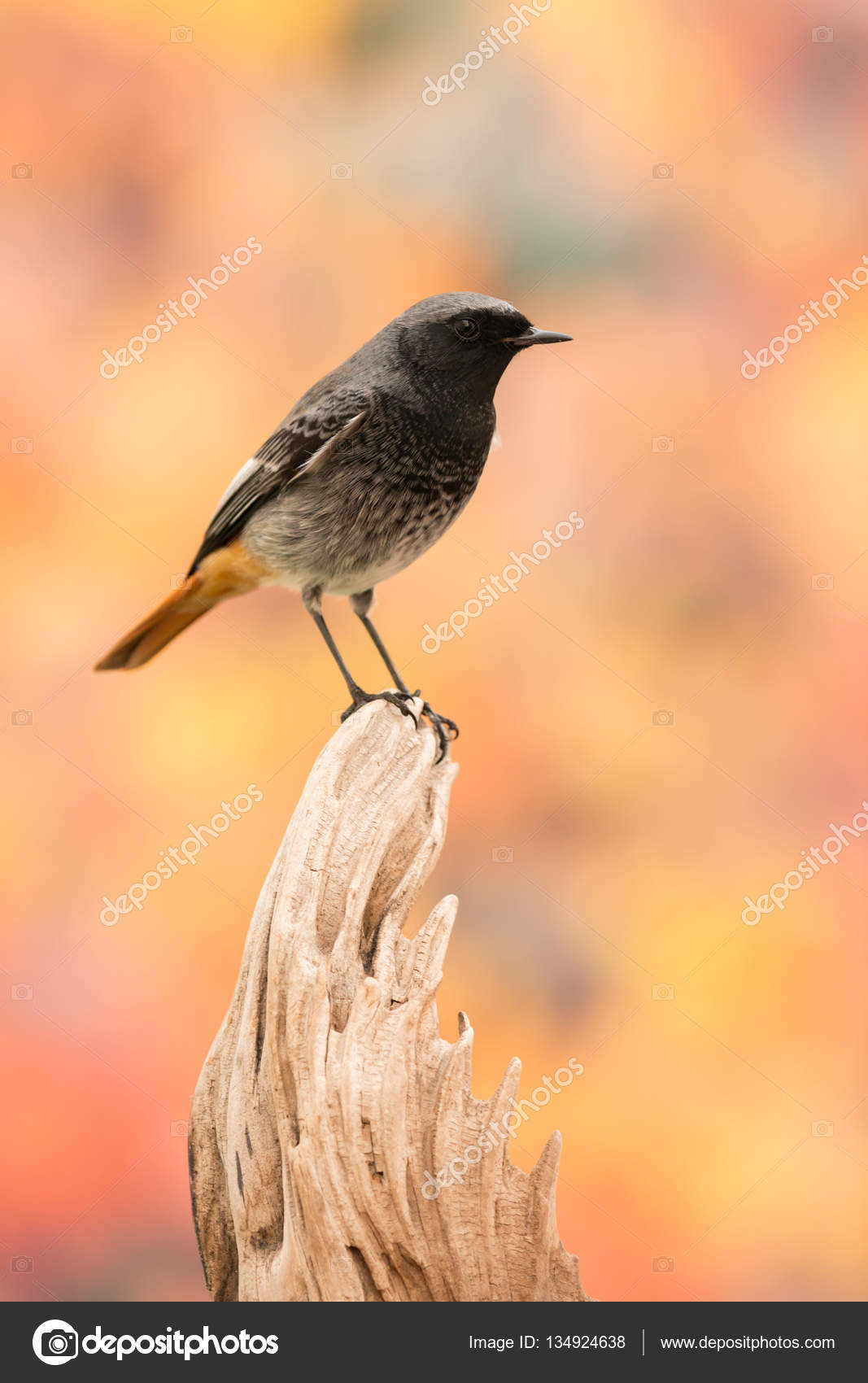 Petit Oiseau Noir Avec Une Queue Orange Photographie Gelpi