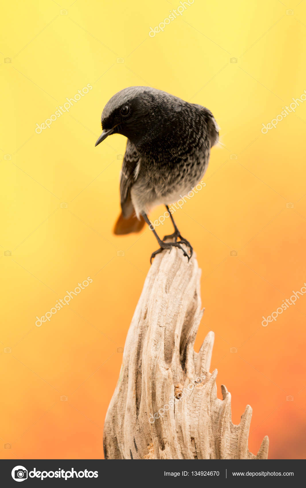 Petit Oiseau Noir Avec Une Queue Orange Photographie Gelpi