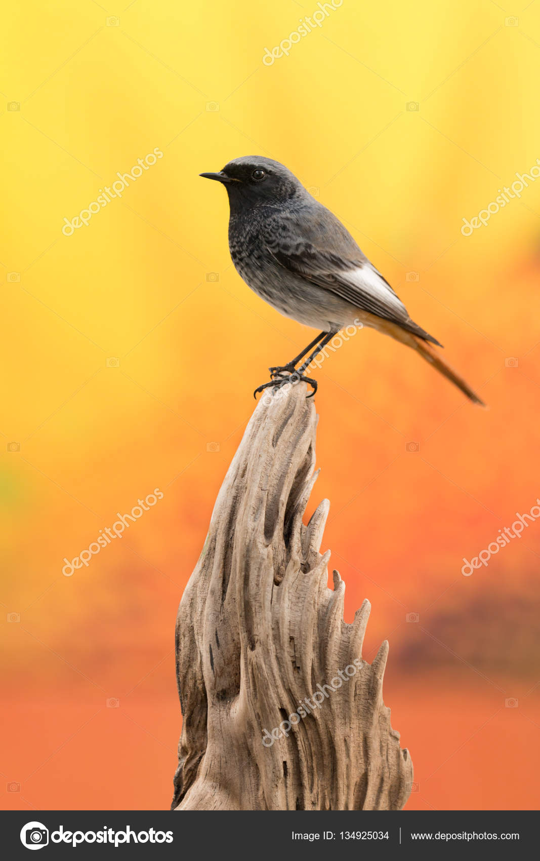 Petit Oiseau Noir Avec Une Queue Orange Photographie Gelpi