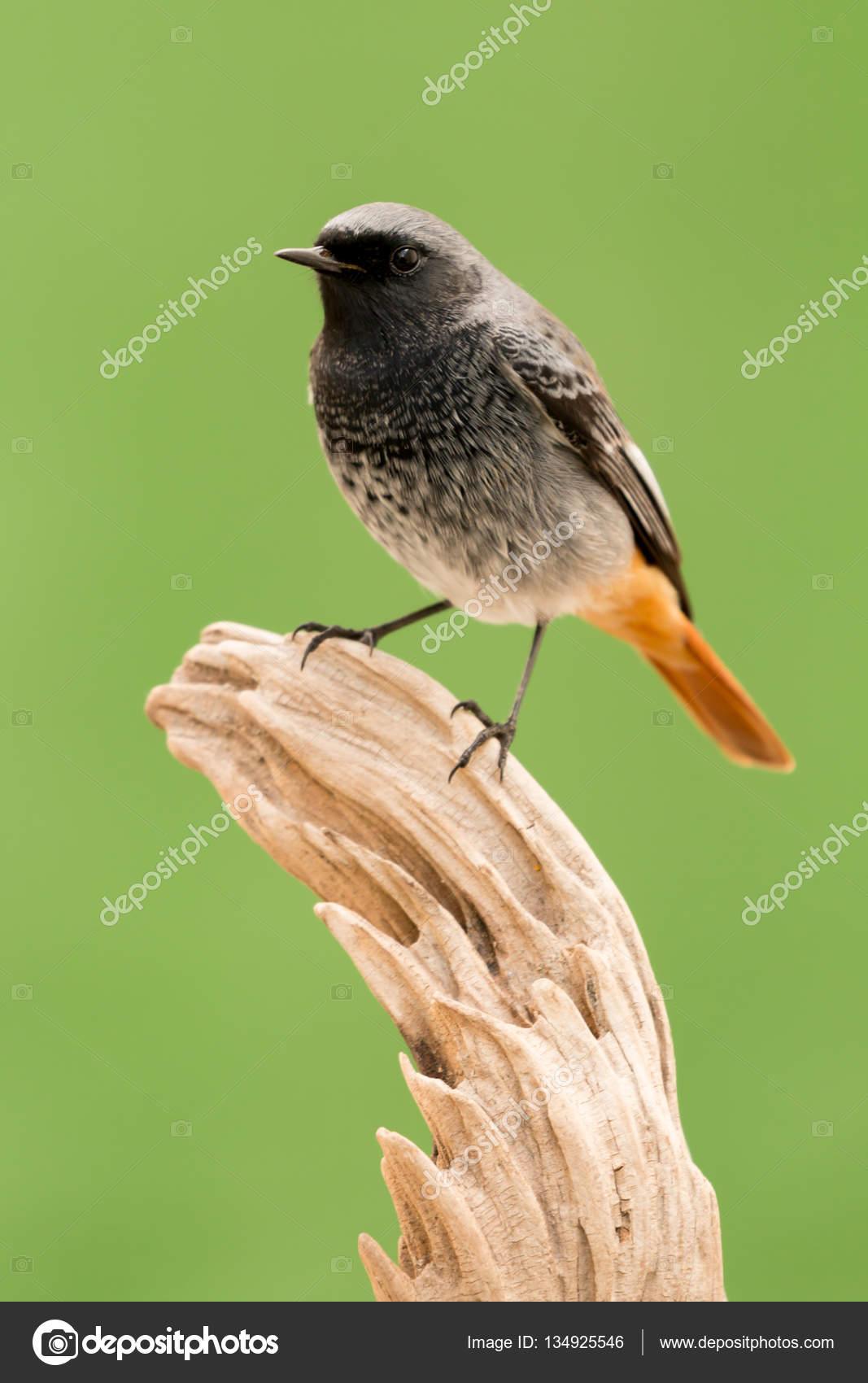 Petit Oiseau Noir Avec Une Queue Orange Photographie Gelpi