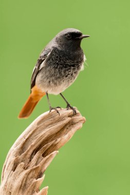 Turuncu kuyruklu küçük siyah kuş