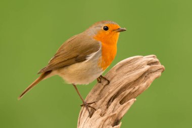 Güzel küçük kuş 