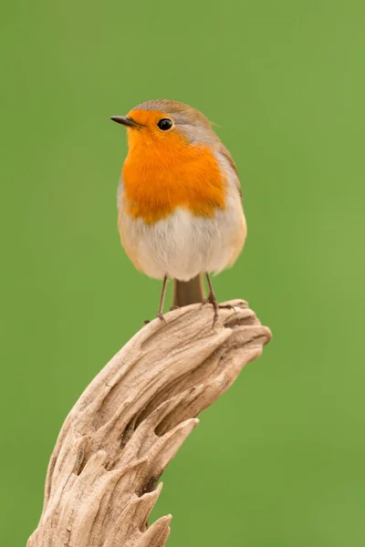 Güzel küçük kuş — Stok fotoğraf
