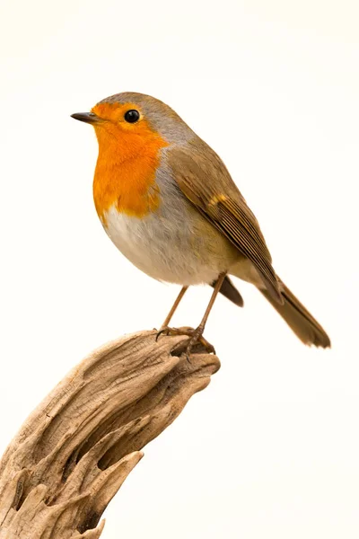 美しい小鳥 — ストック写真