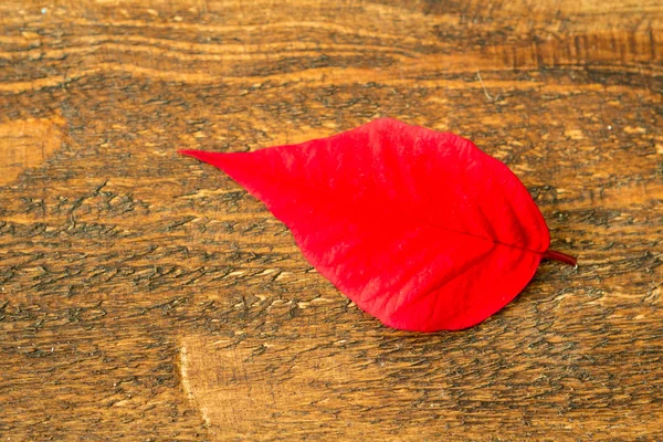 Rotes Blatt der saisonalen Pflanze für Weihnachten — Stockfoto