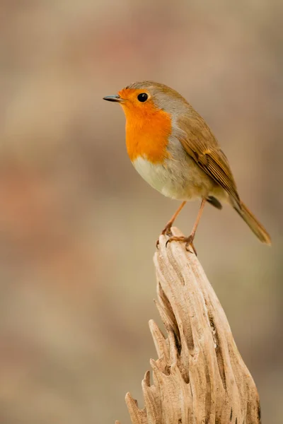 Lindo passarinho — Fotografia de Stock