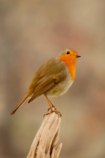 Beau petit oiseau — Photo