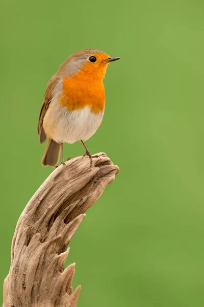Beautiful little bird — Stock Photo, Image