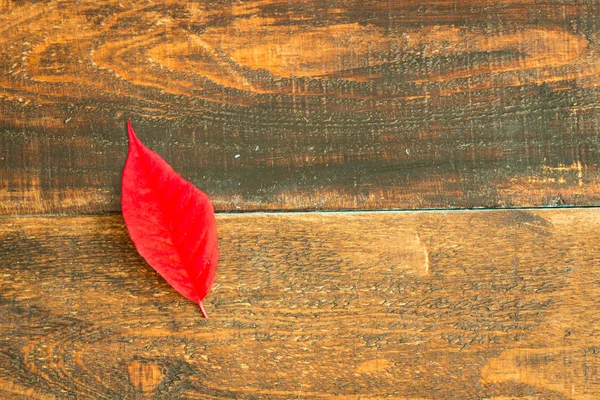 Rotes Blatt der saisonalen Pflanze für Weihnachten — Stockfoto