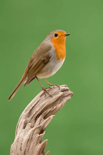 Schöner kleiner Vogel — Stockfoto