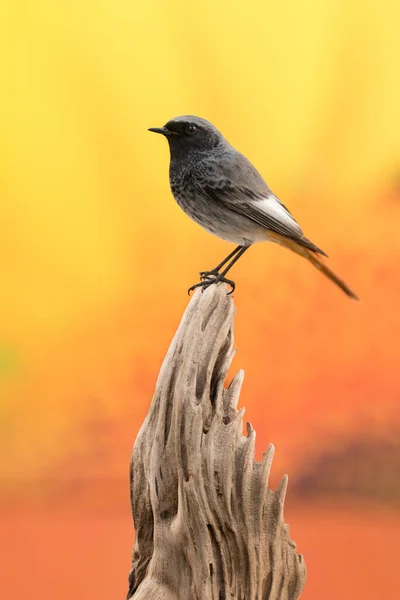 Malý černý pták s oranžovým ocasem — Stock fotografie