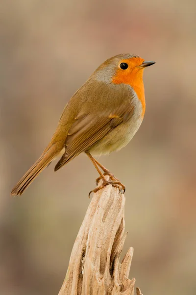 Mooie kleine vogel — Stockfoto