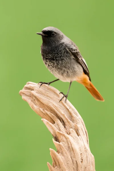 Malý černý pták s oranžovým ocasem — Stock fotografie
