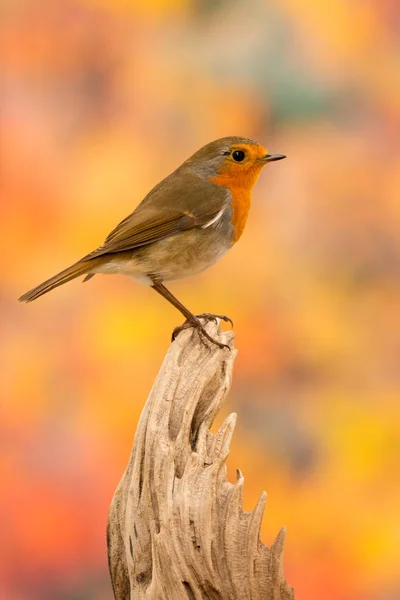 Vacker liten fågel — Stockfoto