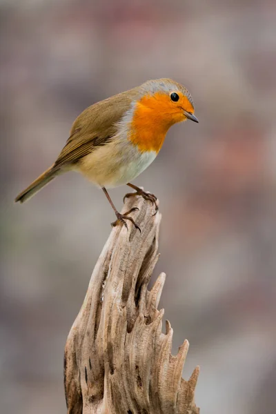 Beautiful little bird — Stock Photo, Image