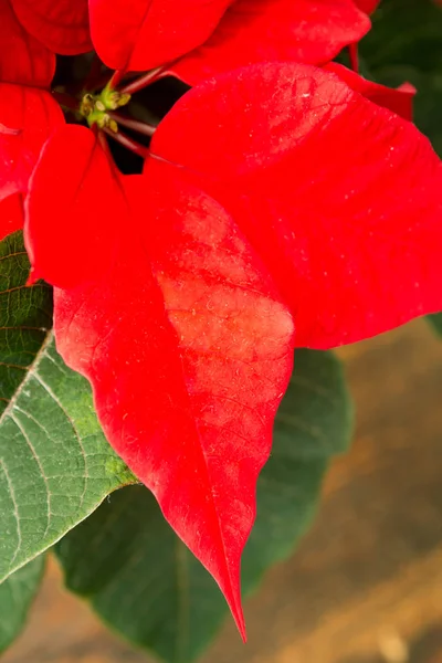 Schöner roter Weihnachtsstern — Stockfoto