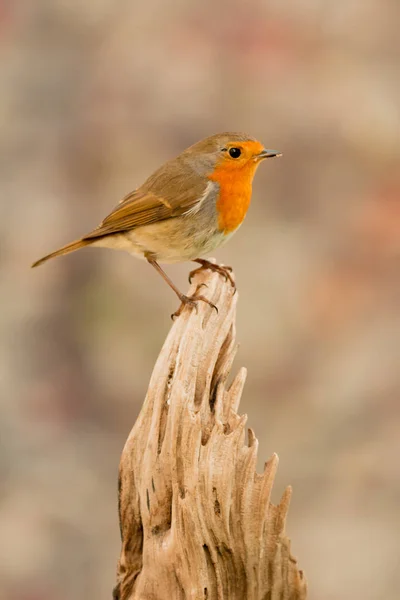 Schöner kleiner Vogel — Stockfoto