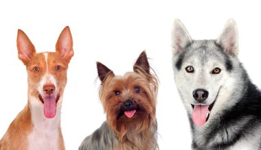 Grup şirin köpek