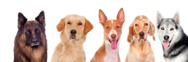 Grup şirin köpek