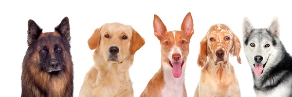 Группа милых собак — стоковое фото