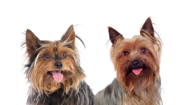 Cute yorkshire dogs — Stock Photo, Image