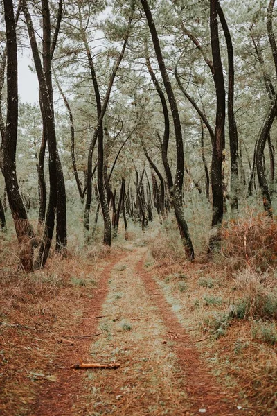 Schöner Pfad im Wald — Stockfoto