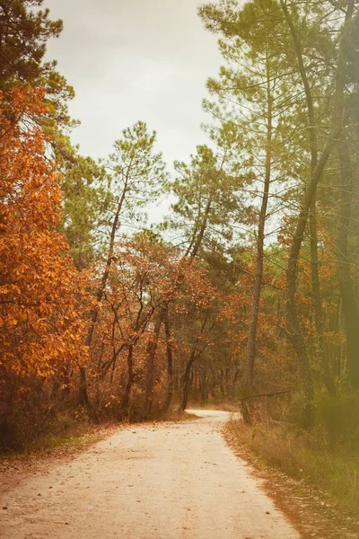 Vacker höstskog — Stockfoto