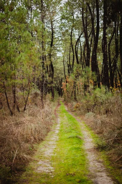 Красива стежка в лісі — стокове фото