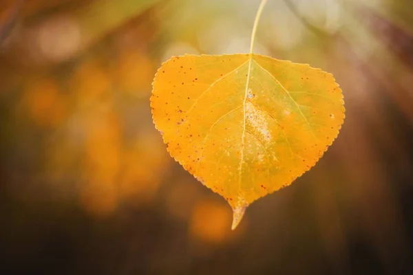 Желтый осенний лист — стоковое фото