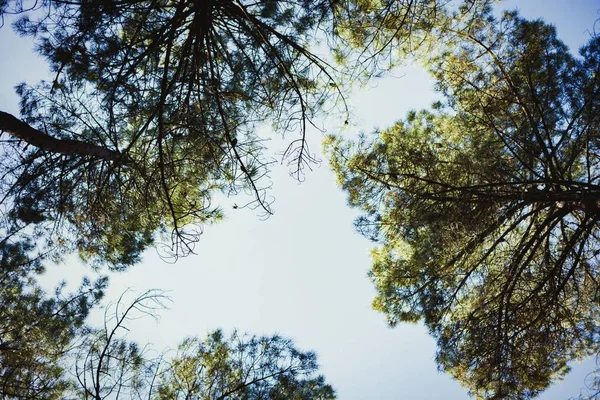 Tapas de pinos altos — Foto de Stock