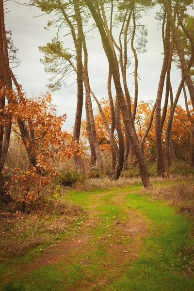 Красиві осінній ліс — стокове фото