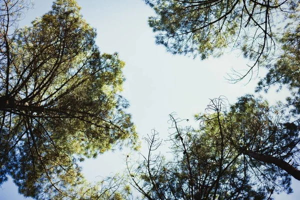 Tops of high pines — Stock Photo, Image