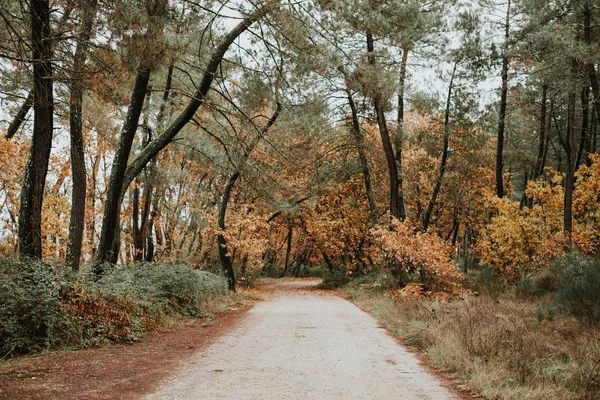 Πανέμορφο μονοπάτι στο δάσος — Φωτογραφία Αρχείου