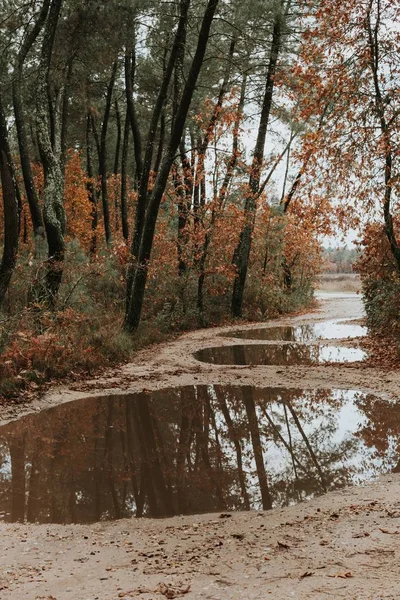 Ormanda güzel yolu — Stok fotoğraf