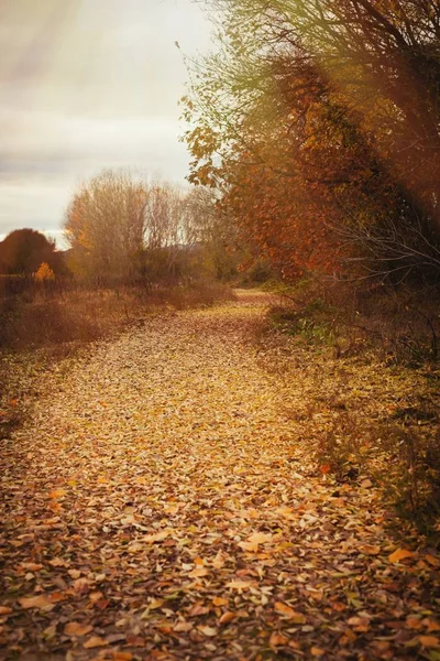 Vacker höstskog — Stockfoto