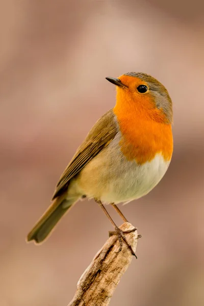 Hübscher kleiner Vogel — Stockfoto