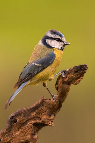Joli petit oiseau sur la branche — Photo