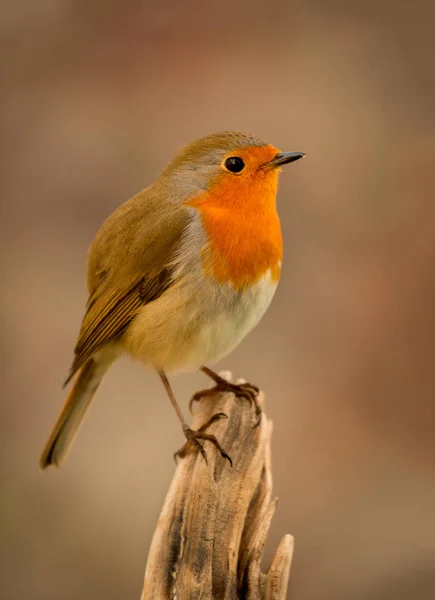Hübscher kleiner Vogel — Stockfoto