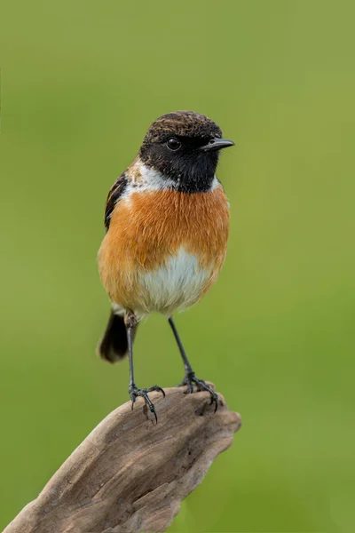 Söt liten fågel — Stockfoto