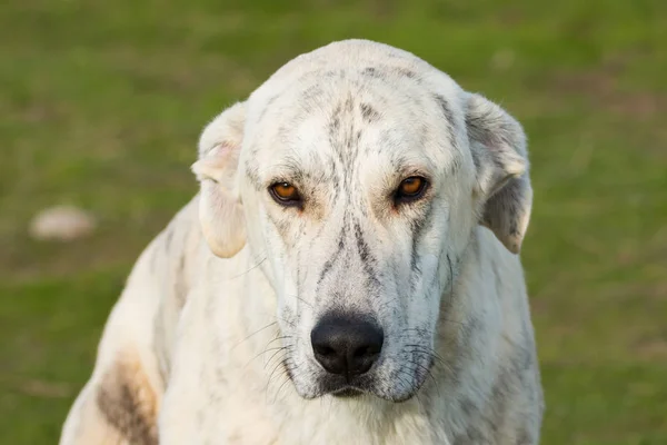 Velký bílý pes labrador — Stock fotografie