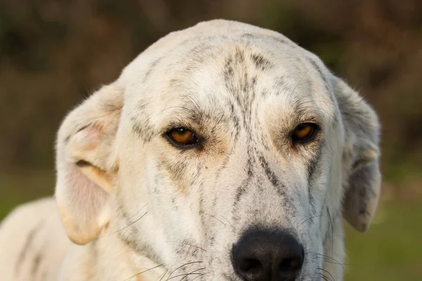 Velký bílý pes labrador — Stock fotografie