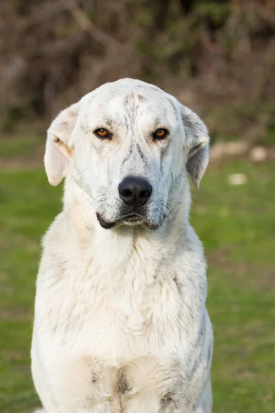 Stor vit labrador hund — Stockfoto