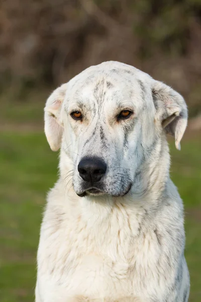 Duży biały pies labrador — Zdjęcie stockowe