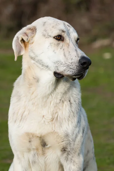 Stor vit labrador hund — Stockfoto