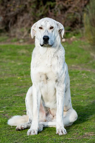 Big white labrador dog — Stock Photo, Image
