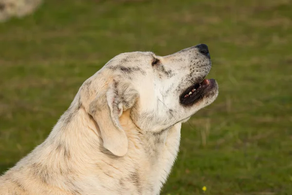 Duży biały pies labrador — Zdjęcie stockowe