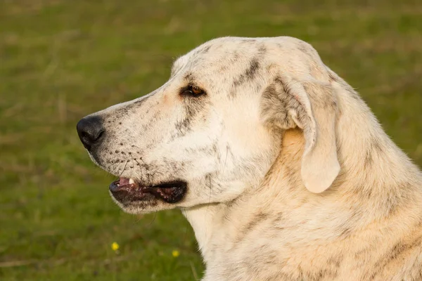 Velký bílý pes labrador — Stock fotografie